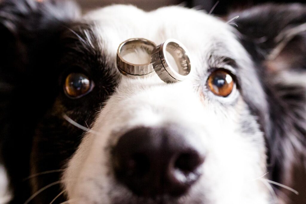 dog with rings on nose