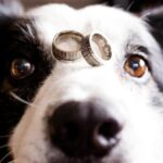 dog with rings on nose