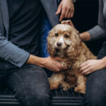 hugging a dog sitting in the trunk of a car