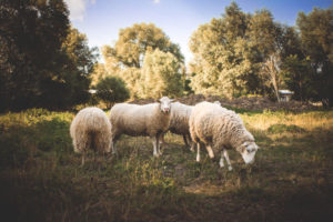 Stop Grazing for Help with Your Divorce